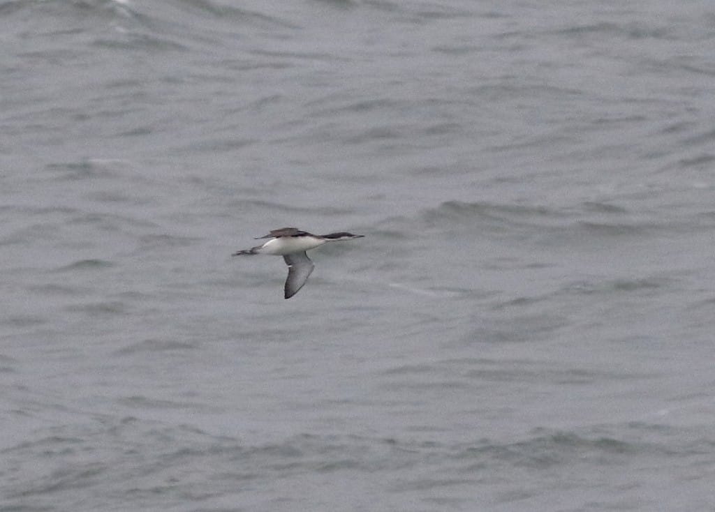 Black-throated Diver, Fog Station, by Craig Thomas