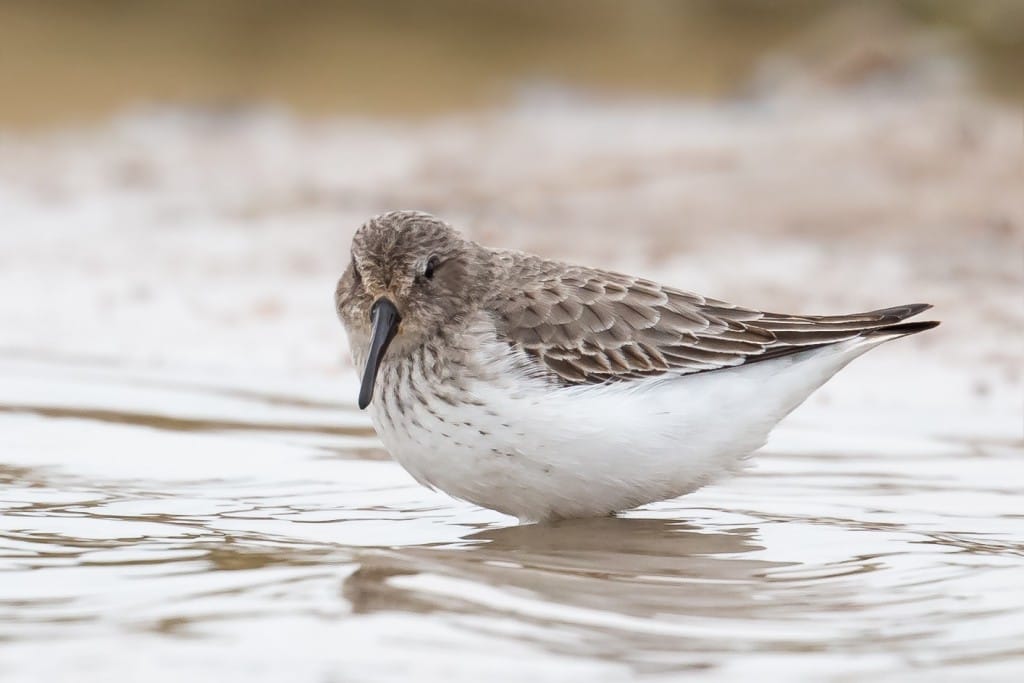 Dunlin, Flamborough, by Andrew Allport