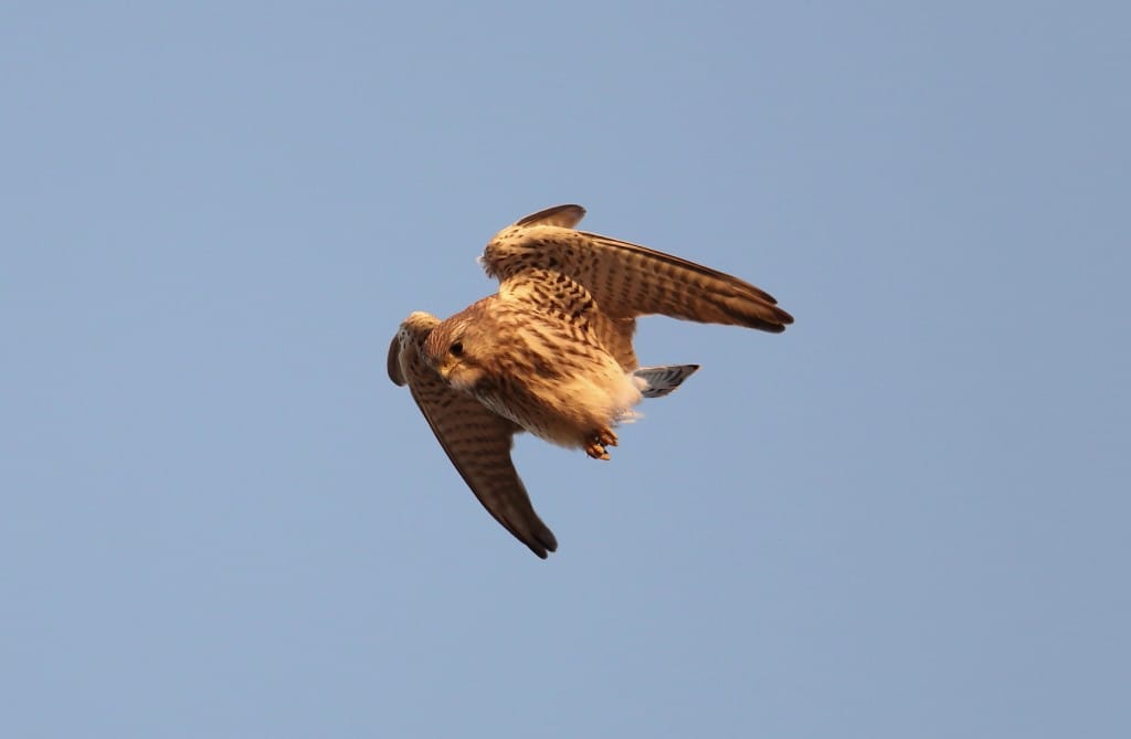 Kestrel, South Landing, by Alan Walkington