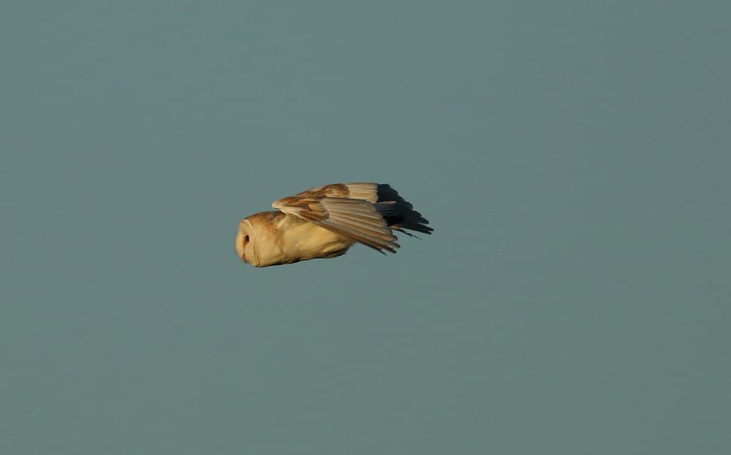 Barn Owl, Thornwick, by Alan Walkington