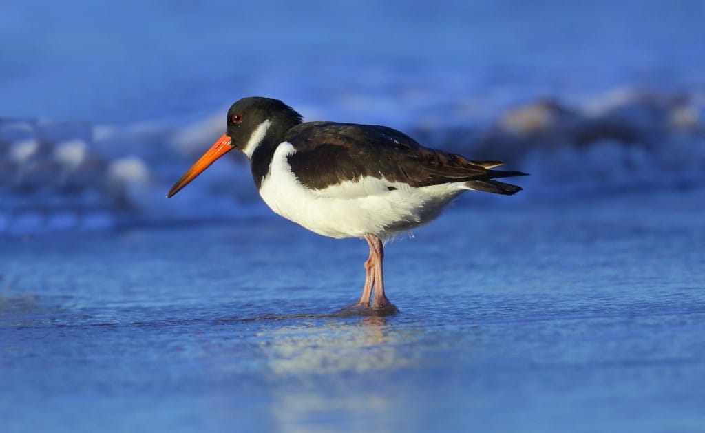 Oystercatcher, South Landing, by Alan Walkington