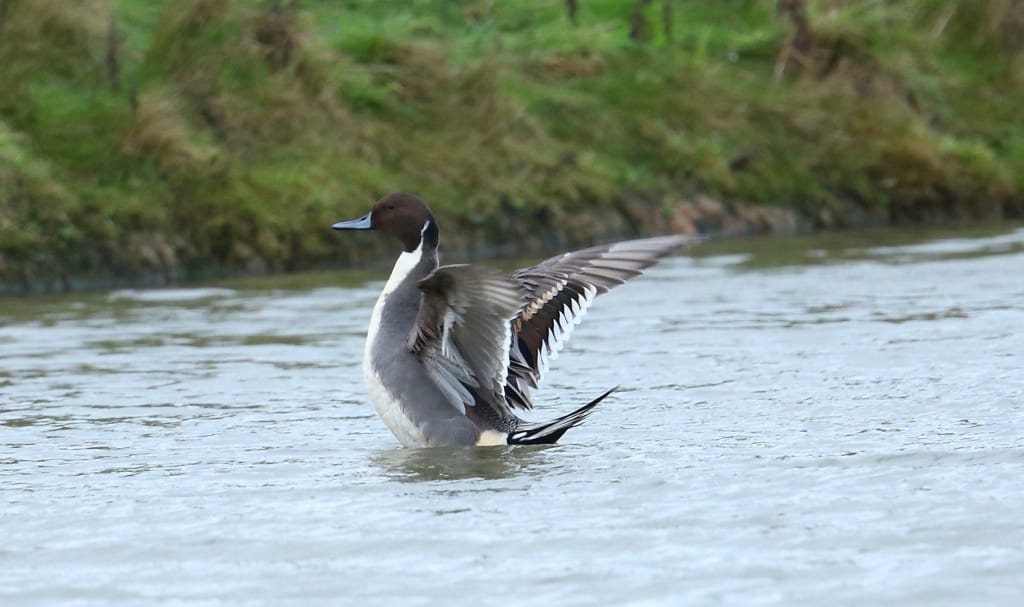 Pintail, Thornwick Pool, by Alan Walkington