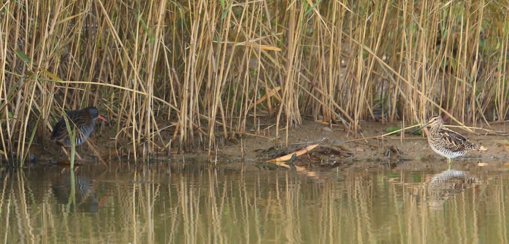 Water Rail and Snipe, Thornwick Pools, by Alan Walkington