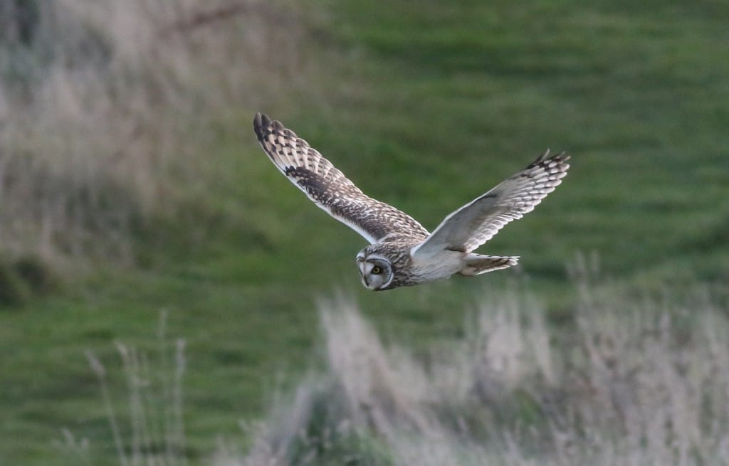 Short-eared Owl, Lighthouse Grasslands, by Craig Thomas