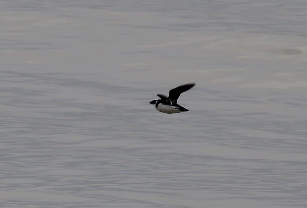 Little Auk, South Landing, by Craig Thomas