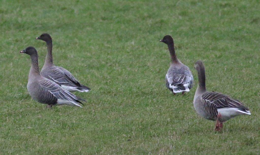 Pink-footed Geese with Greylag, North Marsh, by Craig Thomas