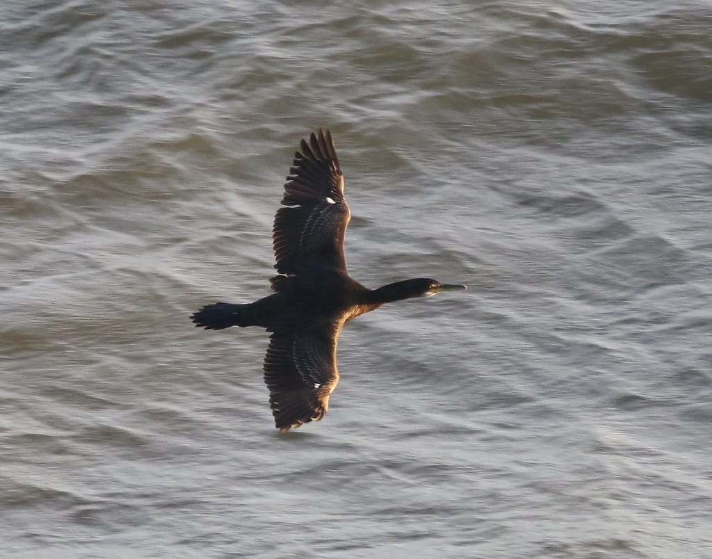 Shag, seawatch, by Craig Thomas