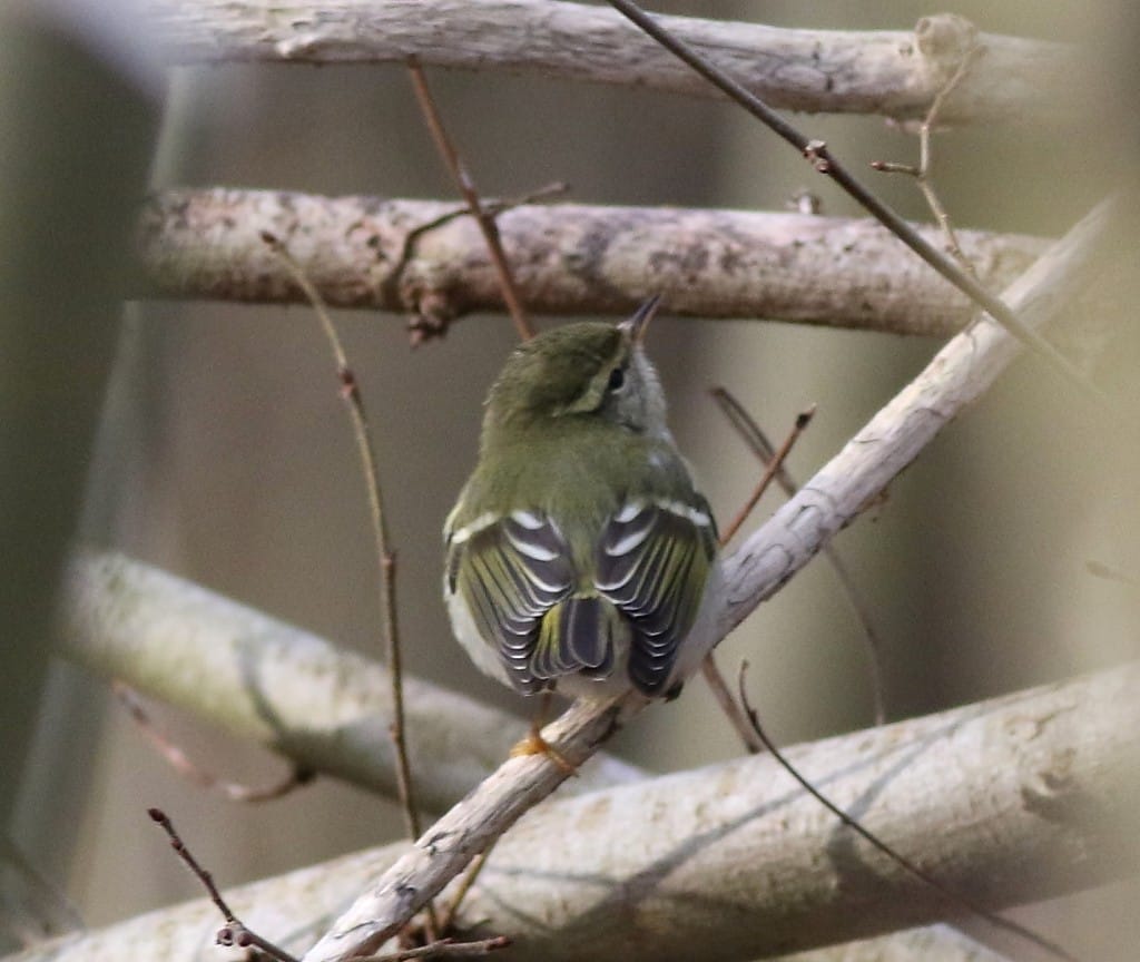 Yellow-browed Warbler, South Dykes, by Craig Thomas