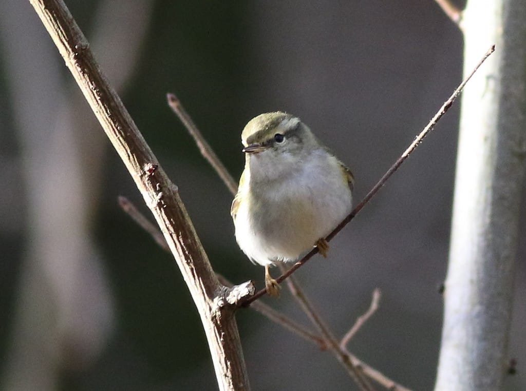 Yellow-browed Warbler, South Dykes, by Craig Thomas