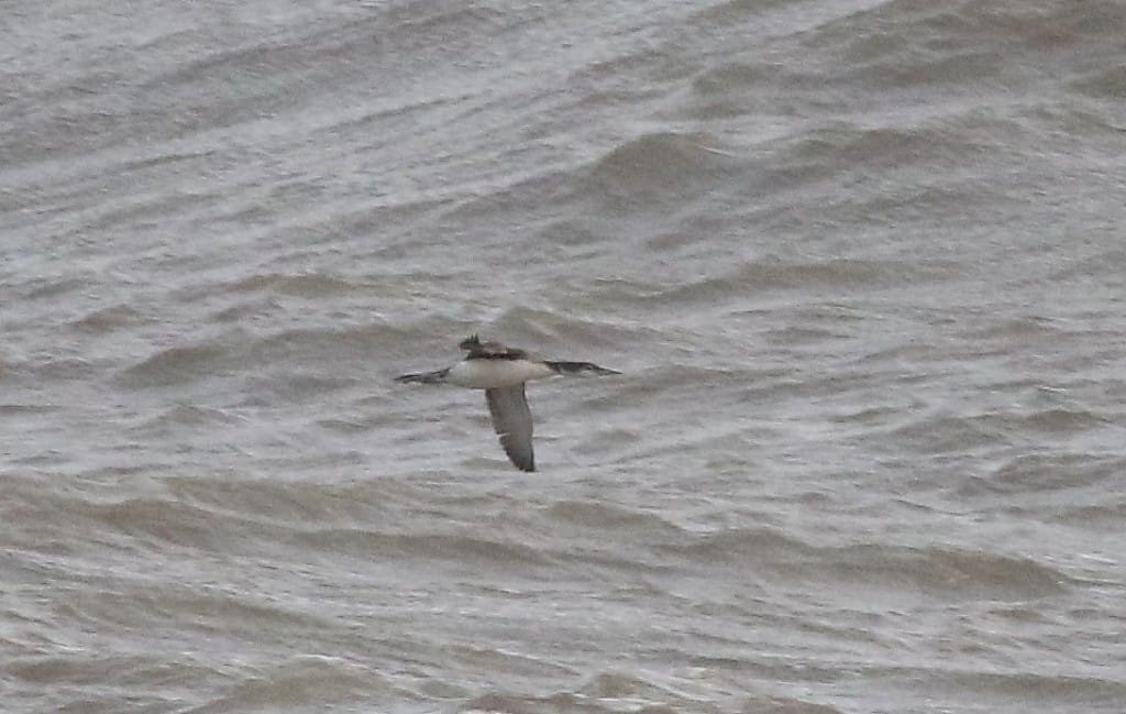 Great Northern Diver, off Fog Station, by Craig Thomas