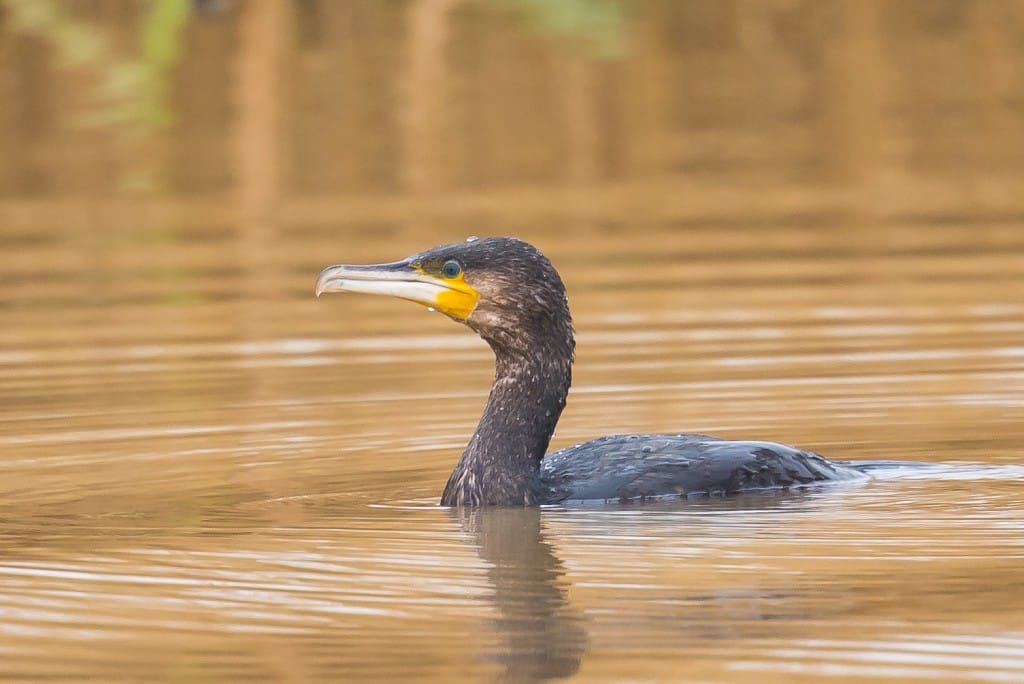 Cormorant, Thornwick Pool, by Andrew Allport