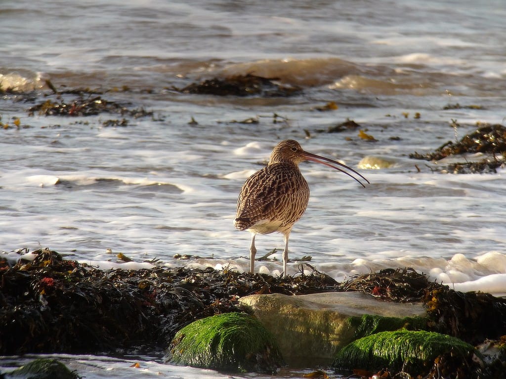 Curlew, South Landing, by Andy Hood
