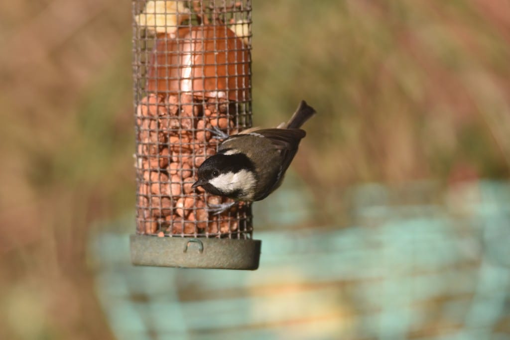 Coal Tit, Oceanview, by Andy Hood