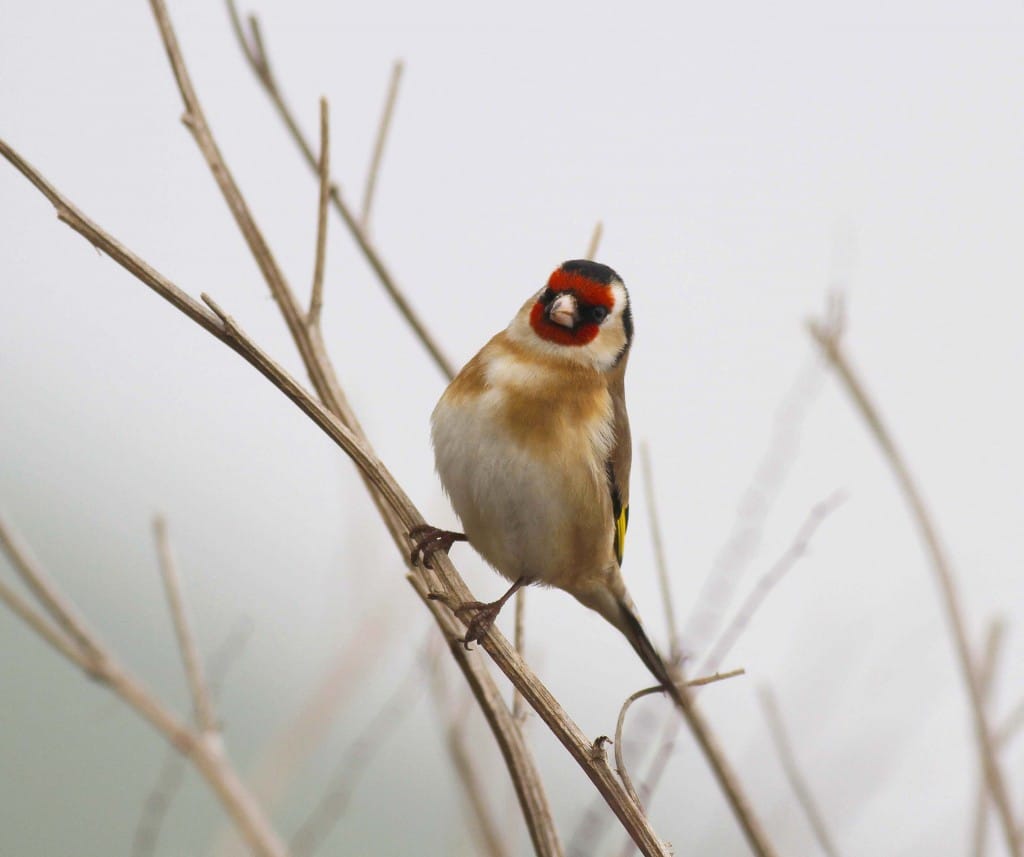 Goldfinch, Thornwick, by John Beaumont