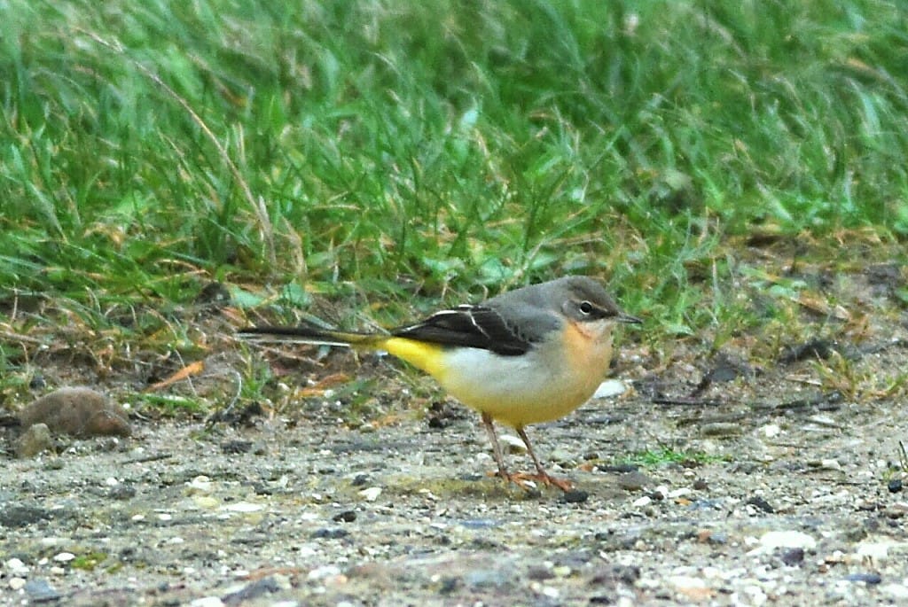 Grey Wagtail, South Landing, by Andy Hood