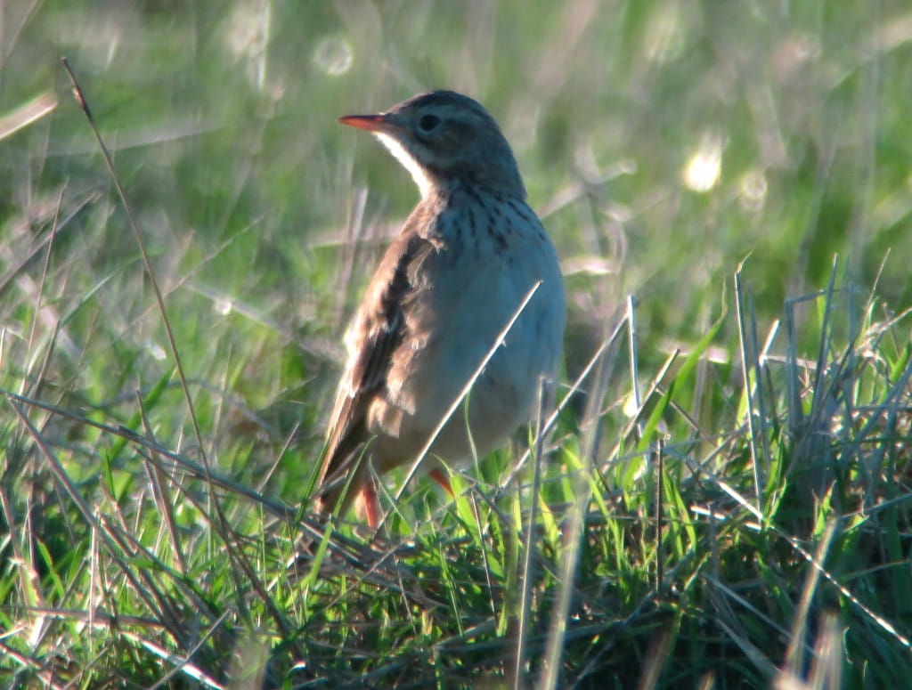 Richard's Pipit, North Landing, by Brett Richards