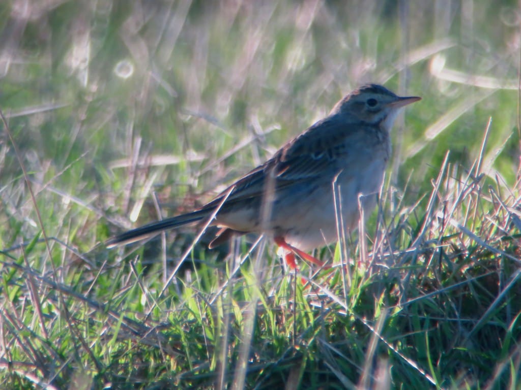 Richard's Pipit, North Landing, by Brett Richards