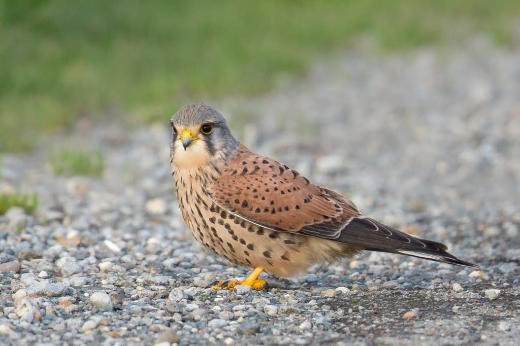 Kestrel, Thornwick, by Andrew Allport