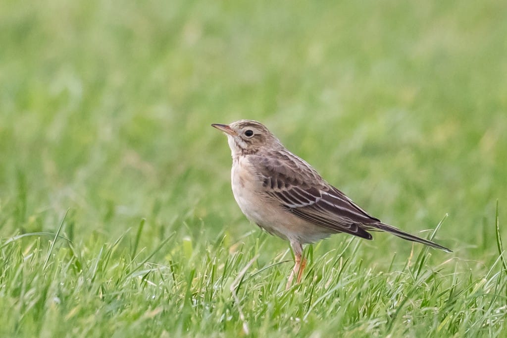 Richard's Pipit, twixt North Landing and North Marsh, by Andrew Allport