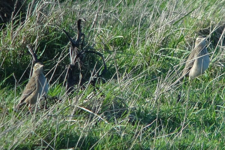 Richard's Pipits, between North Marsh and North Landing, by Tony Dixon