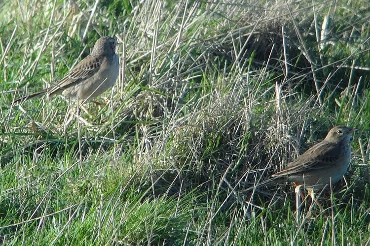 Richard's Pipit, between North Marsh and North Landing, by Tony Dixon