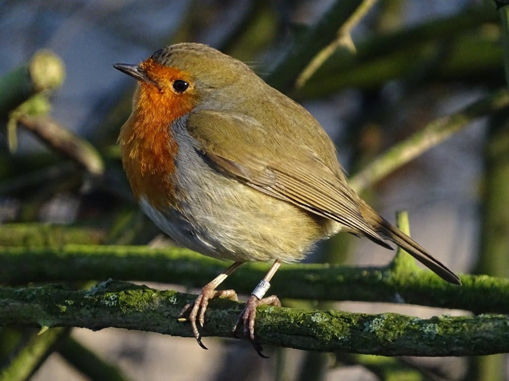 Robin, South Landing, by Malcolm & June Fox