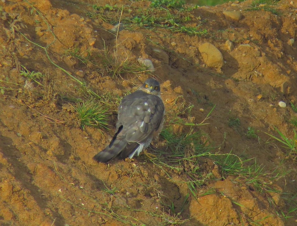 Sparrowhawk, Thornwick Pools, by John Beaumont