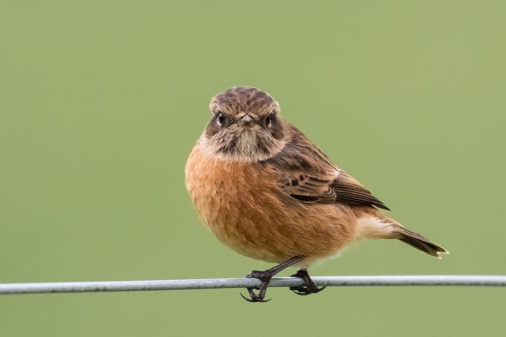 Stonechat, Thornwick Bay, by Andrew Allport