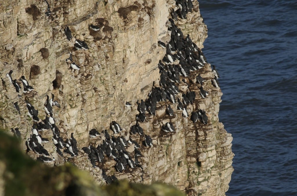 Guillemots, Outer Head, by Craig Thomas