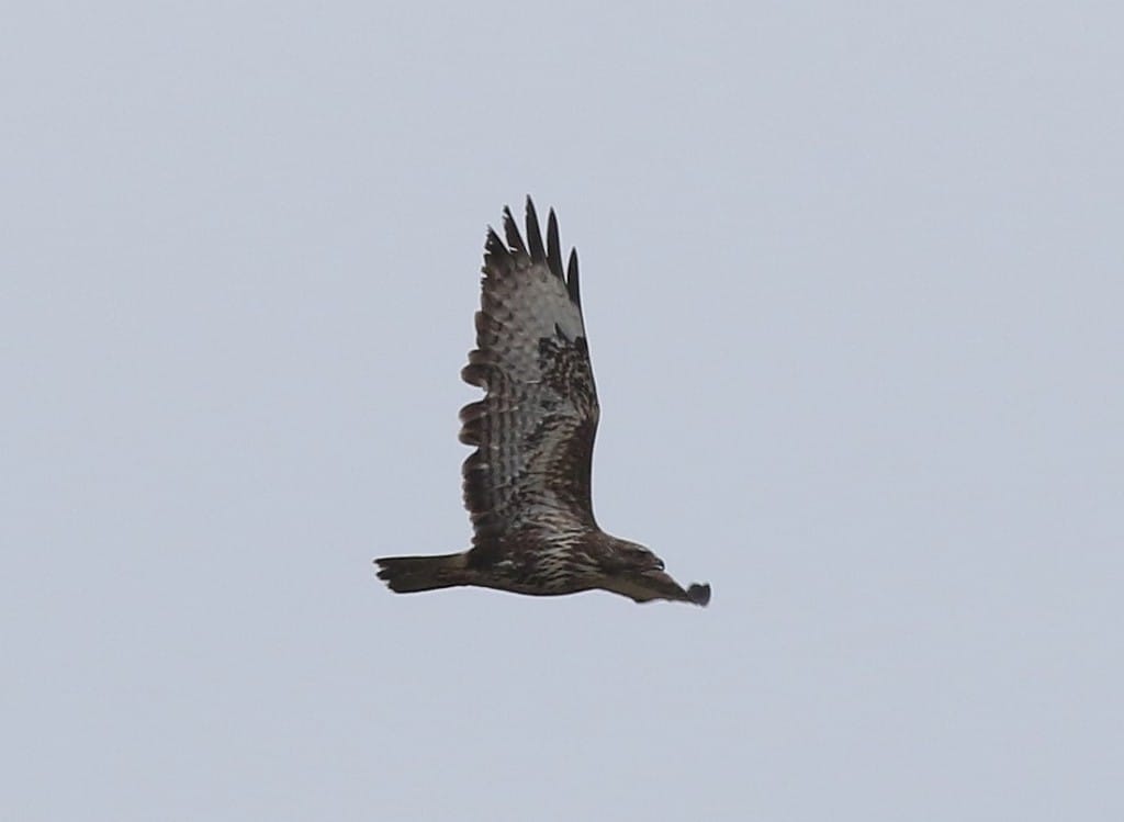 Common Buzzard, Thornwick, by Craig Thomas