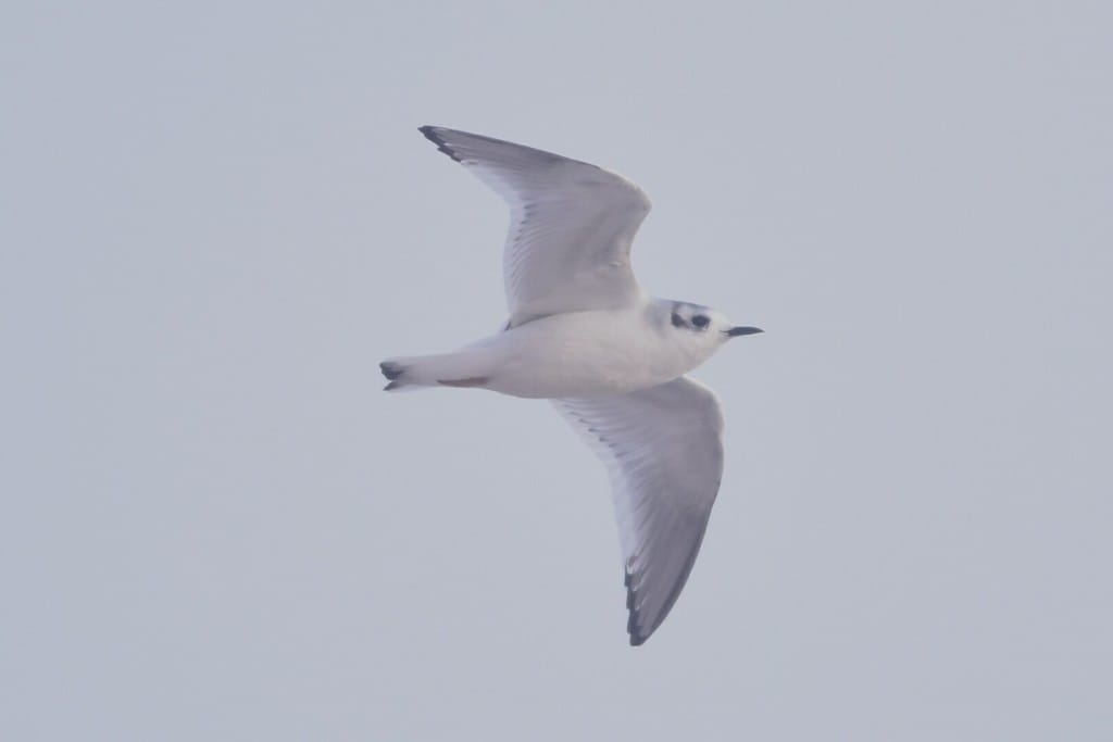 Little Gull, South Dykes, by Andy Hood