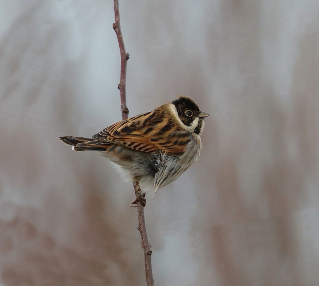 Reed Bunting, Buckton, by Alan Walkington