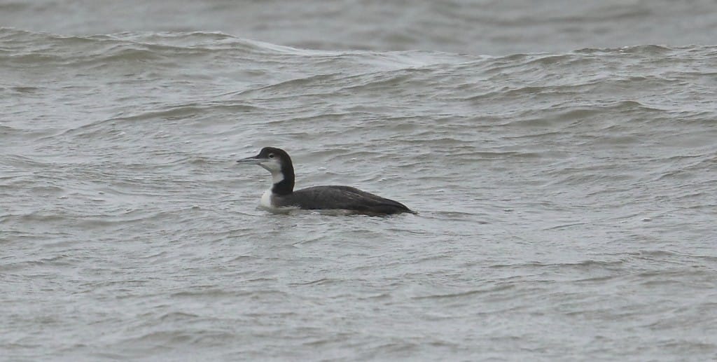 Great Northern Diver, South Landing, by Alan Walkington