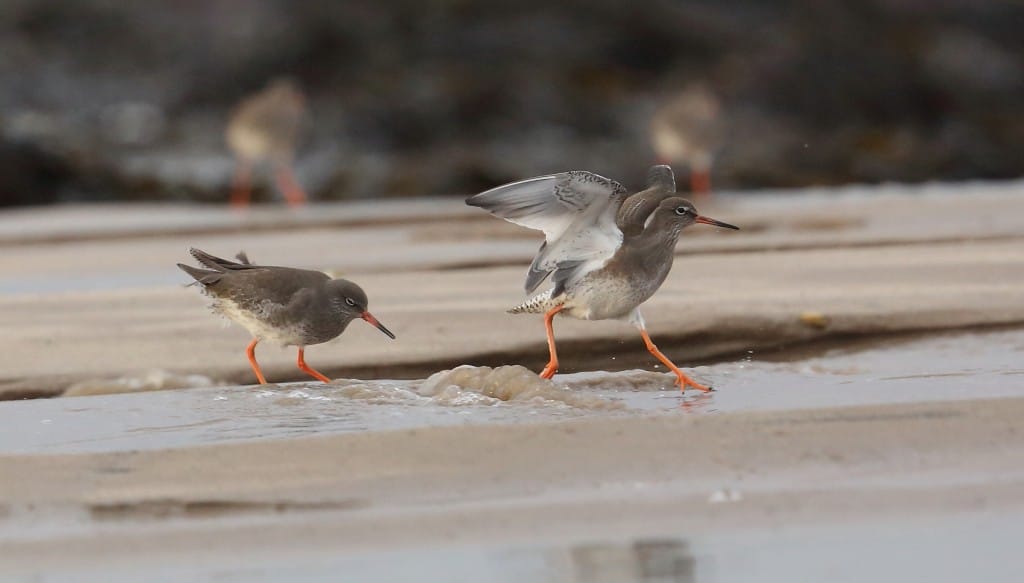 Redshank, South Landing, by Alan Walkington