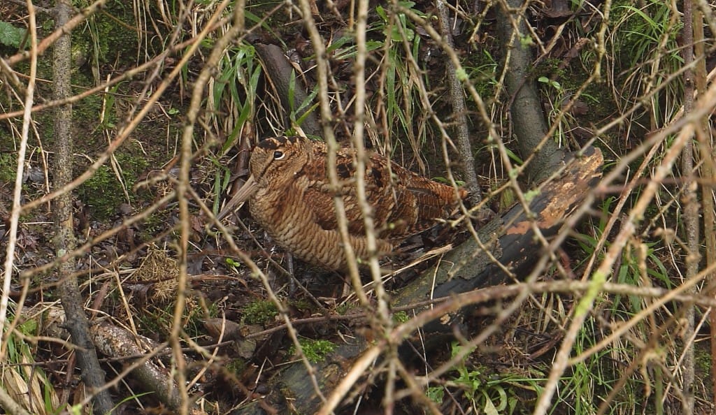 Woodcock, South Landing, by Alan Walkington