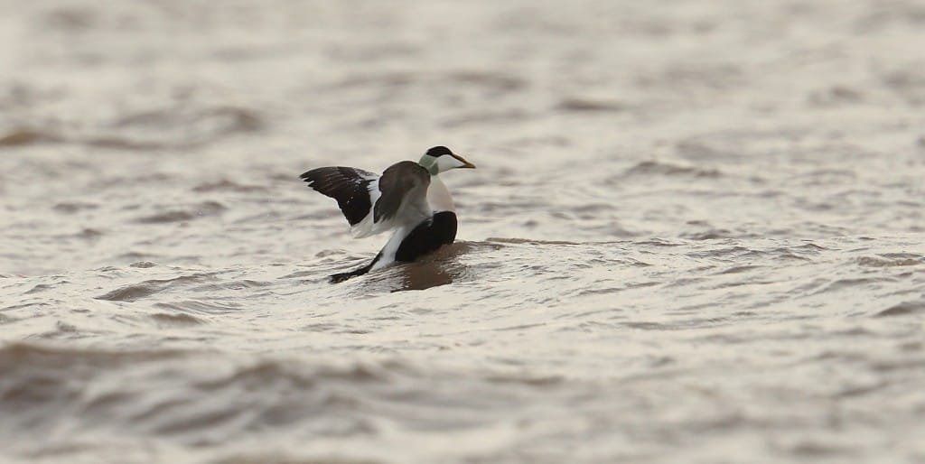 Eider, South Landing, by Alan Walkington