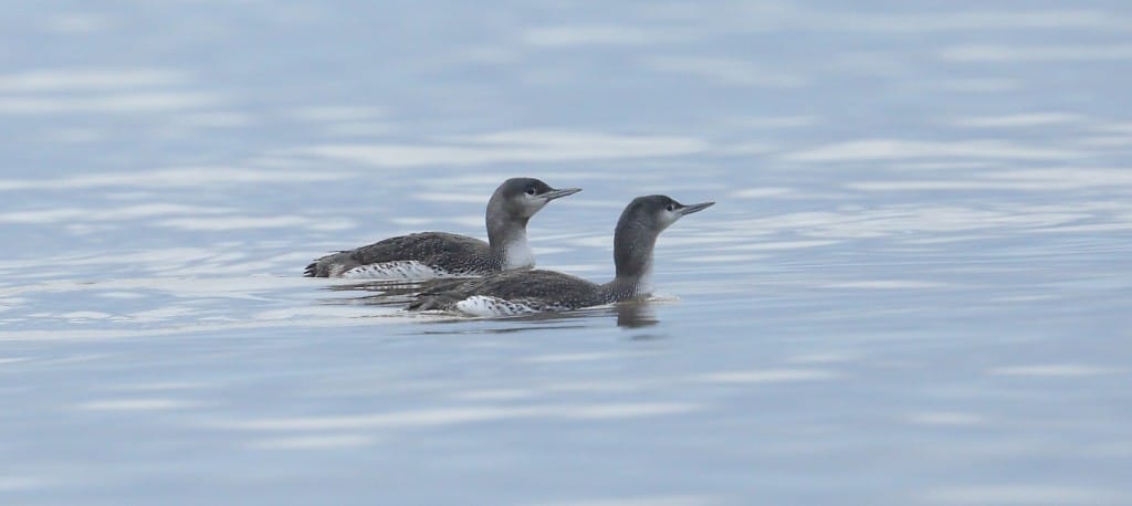 Red-throated Divers, South Landing, by Alan Walkington