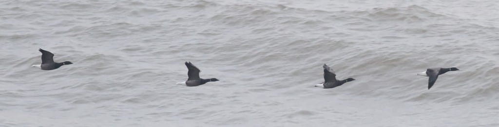 Brent Geese, Fog Station, by Craig Thomas