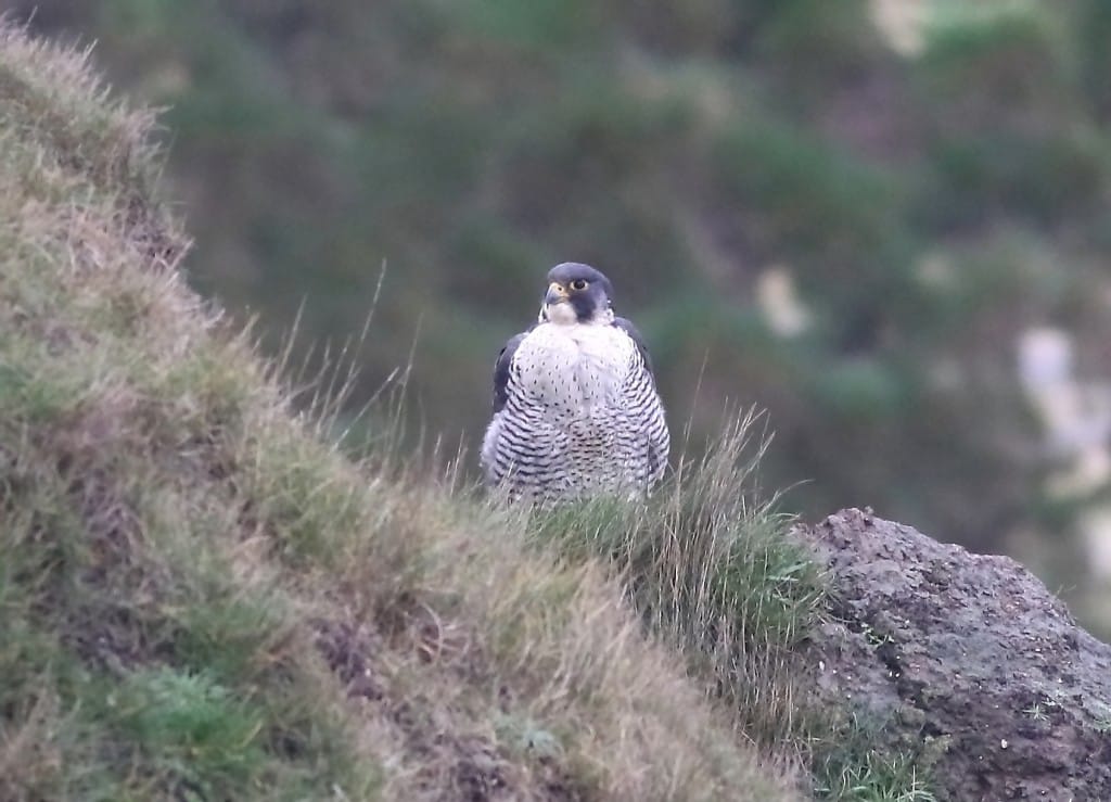 Peregrine, Outer Head, by Craig Thomas