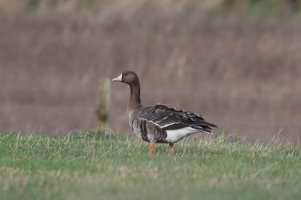 White-fronted Goose, North Marsh, by Craig Thomas