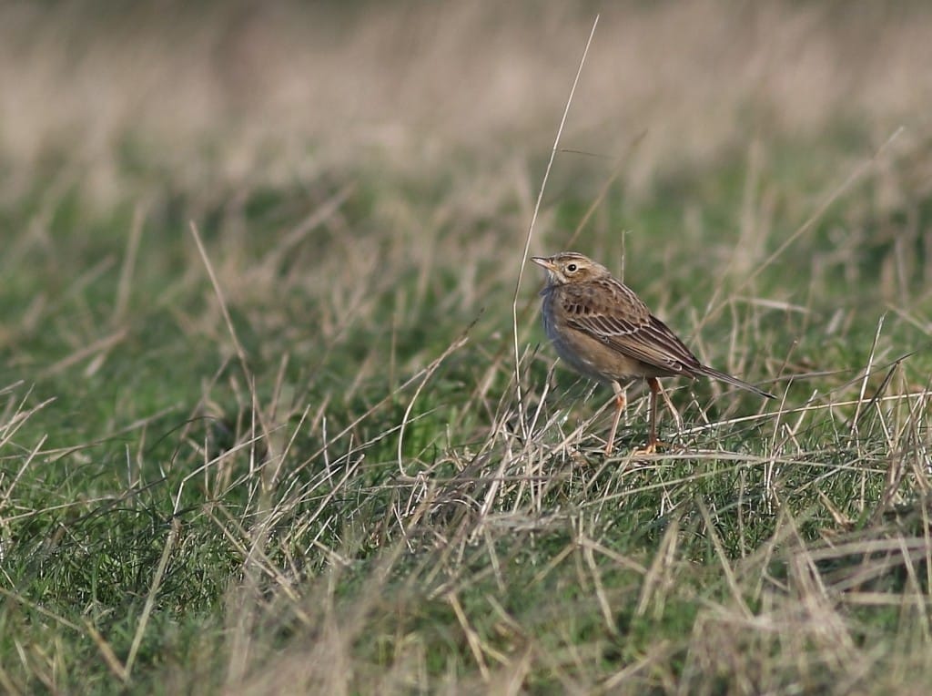 Richard's Pipit, North Landing, by Craig Thomas