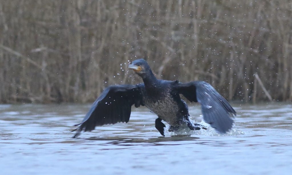 Cormorant, Thornwick Pools, by Craig Thomas