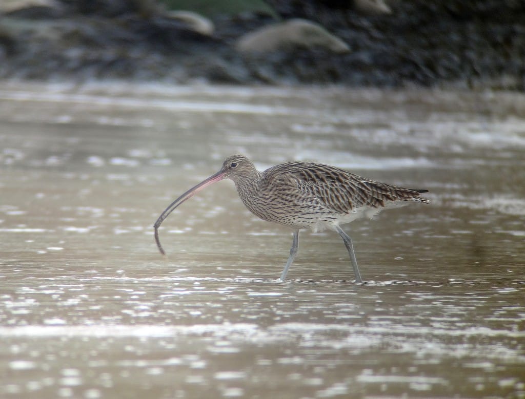 Curlew, South Landing, by Andy Hood