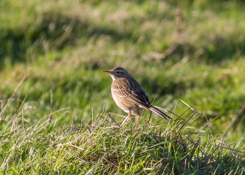 Richard's Pipit, twixt North Landing and North Marsh, by Dave Aitken