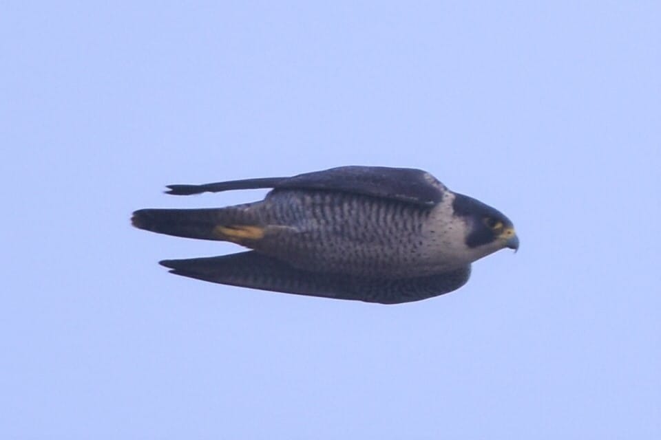Peregrine, Flamborough, by Andy Hood