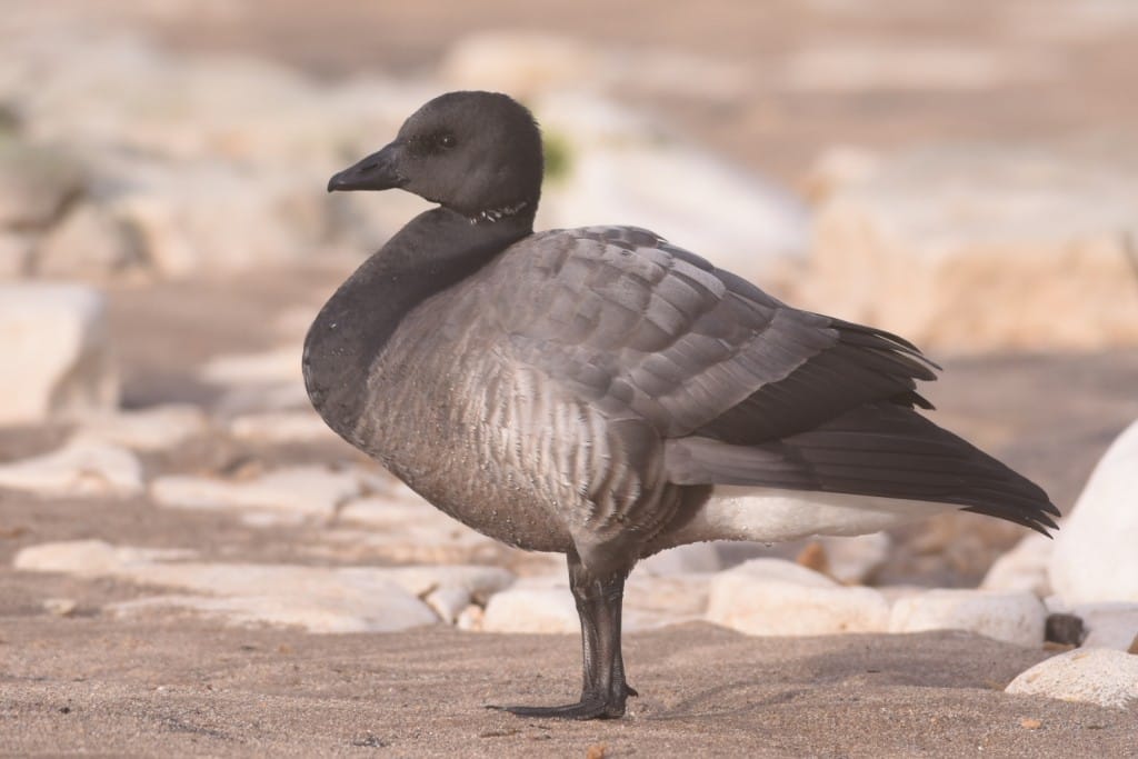 Brent Goose, South Dykes, by Andy Hood