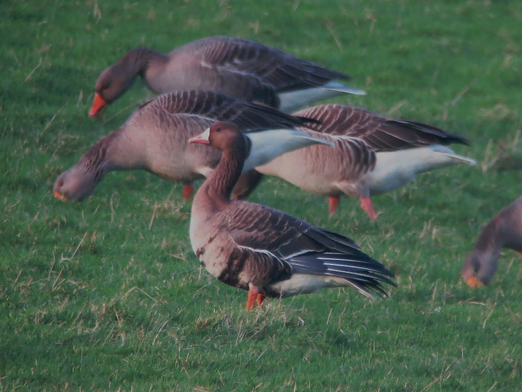White-fronted Goose, Flamborough, by Brett Richards