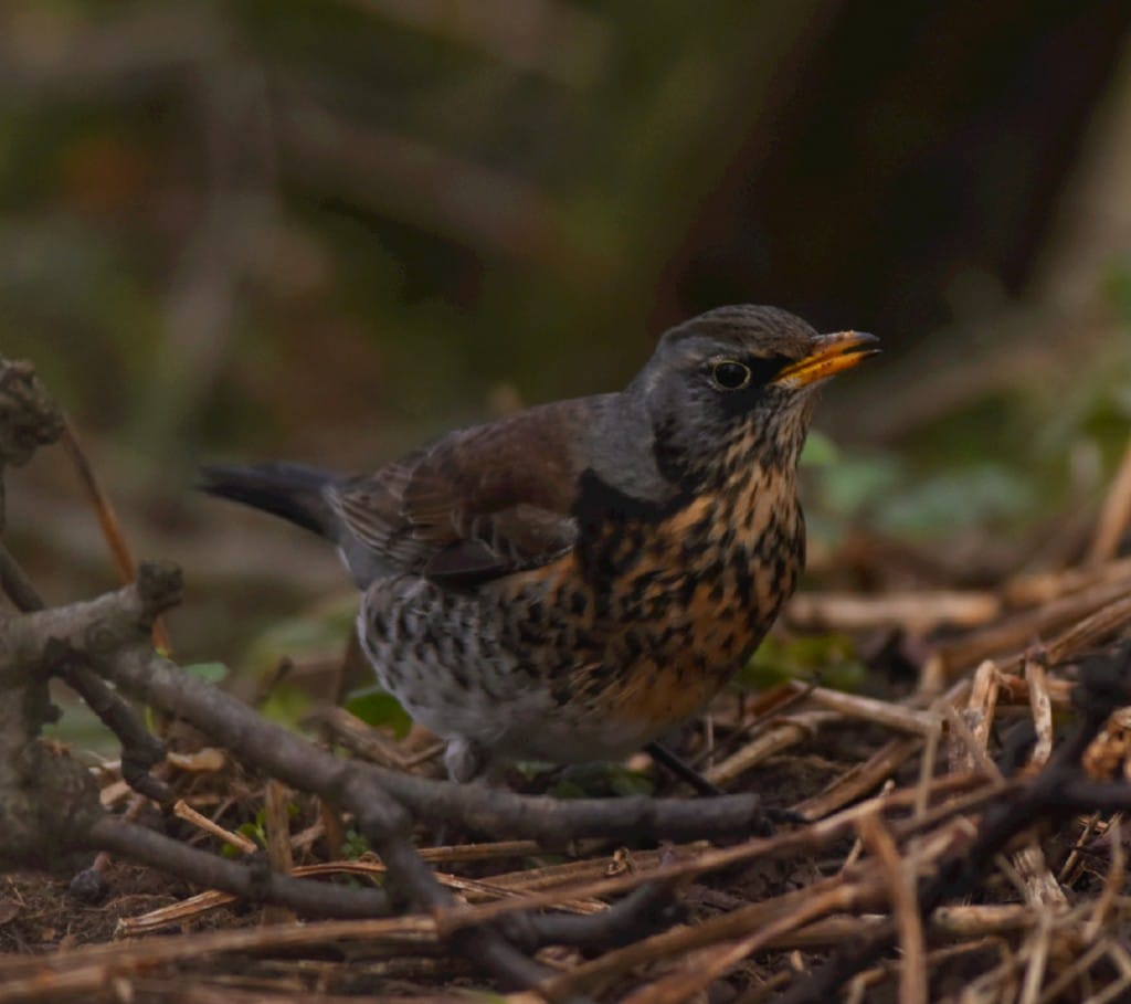 Fieldfare, Old Fall, by Andy Hood