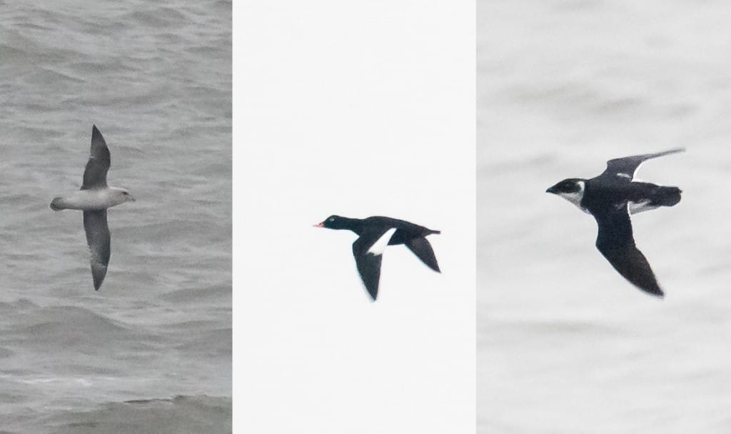 Blue Fulmar, Velvet Scoter, Little Auk, South Landing, by Andrew Allport