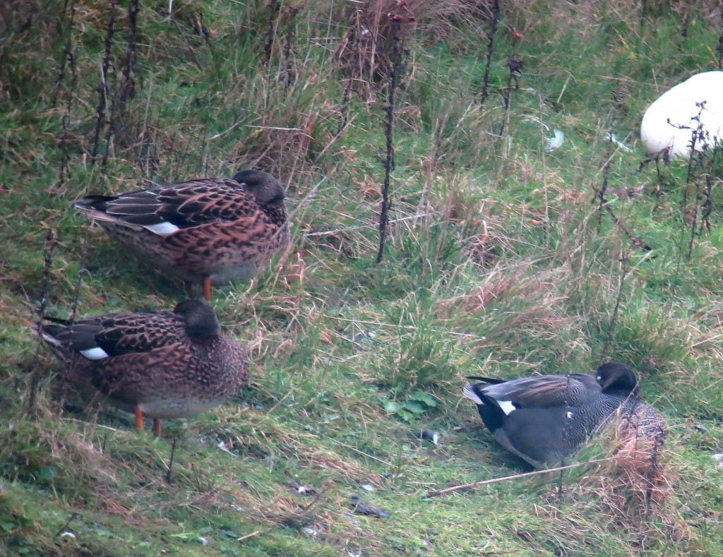 Gadwall, Thornwick Pools, by Brett Richards